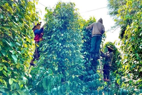 Giá tiêu hôm nay 25/7: Trong nước đi ngang sau phiên tăng, thế giới ổn định