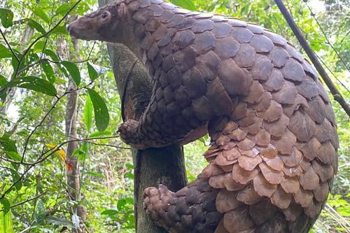 Ít ai biết loài động vật quý hiếm này tưởng chỉ biết bò nhưng lại leo trèo rất giỏi