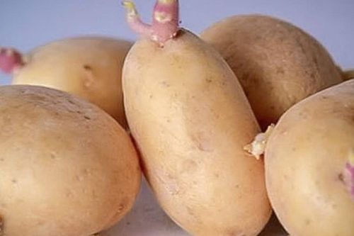 Vì sao ăn khoai tây mọc mầm có thể gây tử vong?