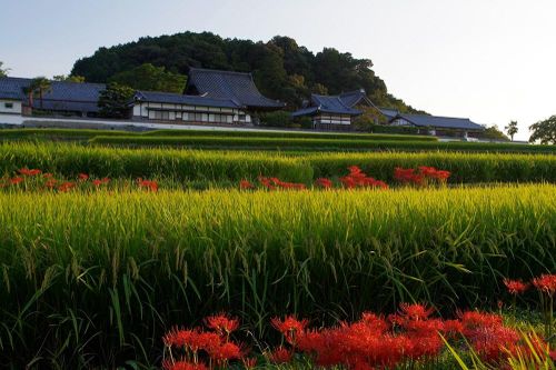 Nhật Bản có thêm Di sản Thế giới với quần thể Cố đô Asuka - Fujiwara