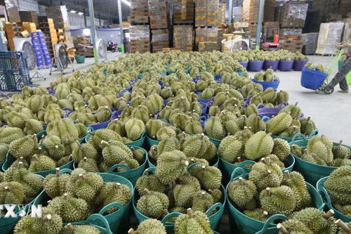 Sầu riêng Thái Lan giảm giá mạnh nhất trong vòng 10 năm