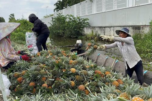 Giá khóm Đồng Tháp Mười lập đỉnh