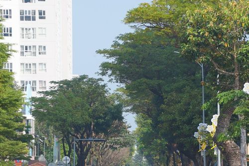 Mơ về những thảm xanh