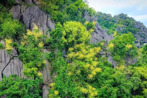 Hạ Long mùa hoa phất dụ núi