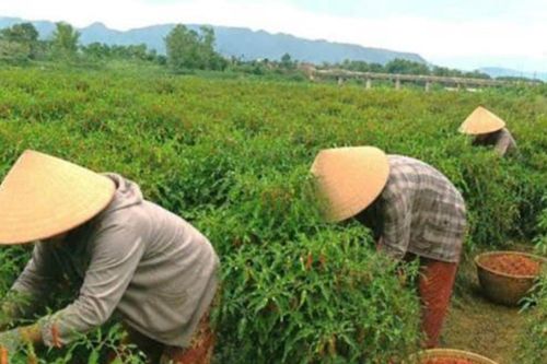Ớt cay mà... ngọt