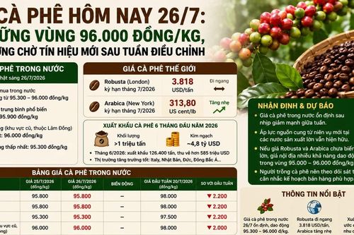 Giá cà phê hôm nay 26/7: Giữ vững vùng 96.000 đồng/kg, thị trường chờ tín hiệu mới sau tuần điều chỉnh