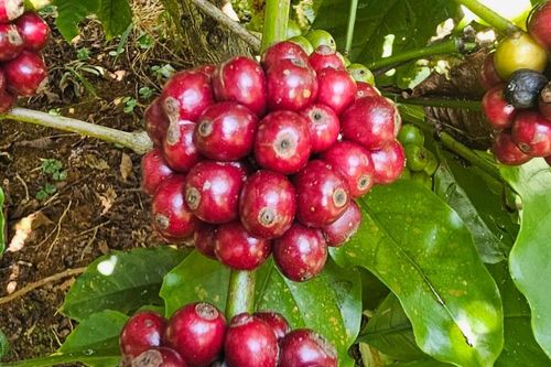 Giá cà phê hôm nay 26/7/2026: Giảm tới 2.200 đồng/kg so với cuối tuần