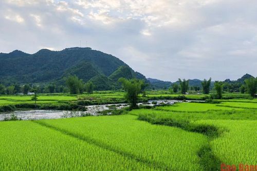 Cánh đồng trong miền ký ức