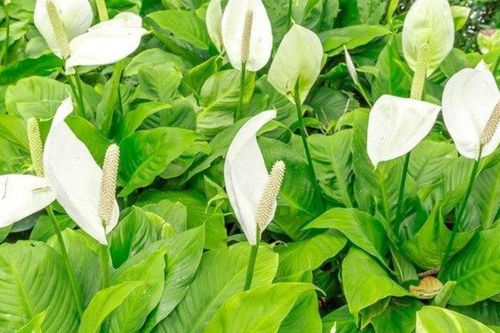 5 loại cây cảnh phù hợp cho phòng ngủ, góp phần cải thiện chất lượng không khí