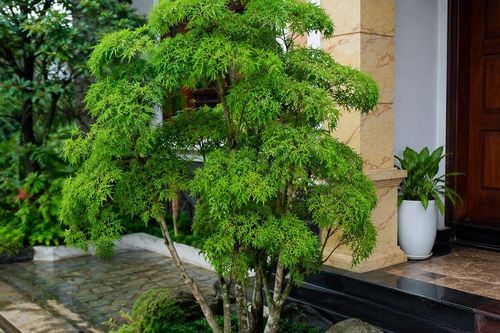 3 vị trí tốt nhất để trồng cây đinh lăng
