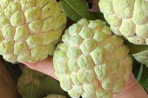 Loại quả đang vào mùa ngon nhất, tốt cho tim mạch và huyết áp, biết 4 mẹo này sẽ chọn được quả ngọt thơm