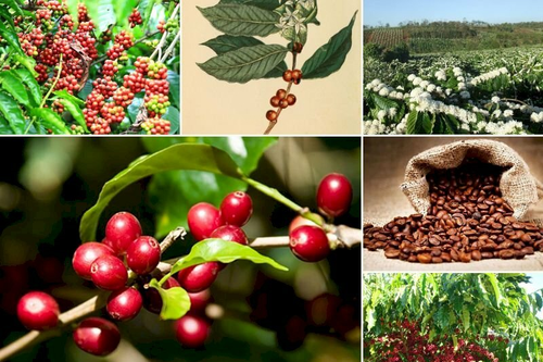 Bản tin nông sản hôm nay (27-7): Giá cà phê giảm, giá hồ tiêu khởi sắc