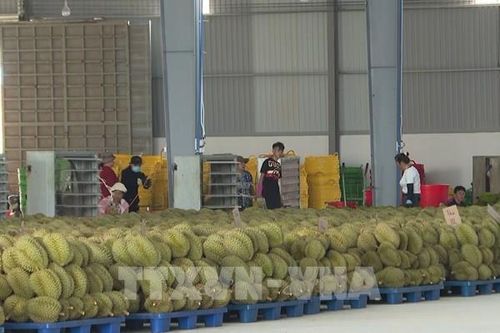 Xuất khẩu sầu riêng khởi sắc nhưng vẫn chịu áp lực giảm giá