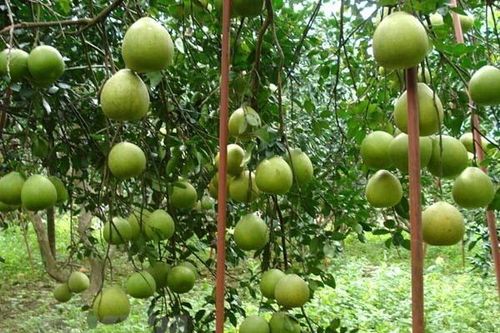 Đồng Nai chi hơn 70 tỷ đồng hỗ trợ liên kết sản xuất nông nghiệp