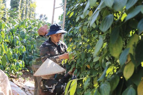 Ngành hồ tiêu nâng chất lượng để giữ vững vị thế xuất khẩu