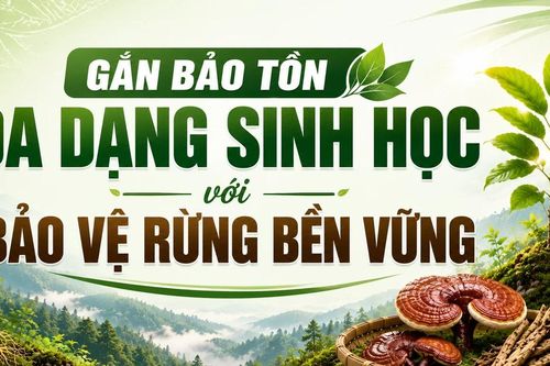 Gắn bảo tồn đa dạng sinh học với bảo vệ rừng bền vững