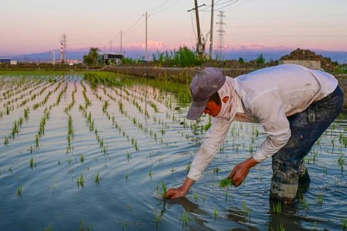 Trung Quốc đẩy mạnh AI và công nghệ chỉnh sửa gen nhằm củng cố an ninh lương thực