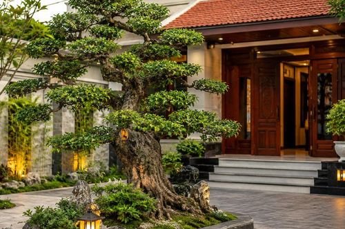 Có nên trồng cây duối trước nhà?