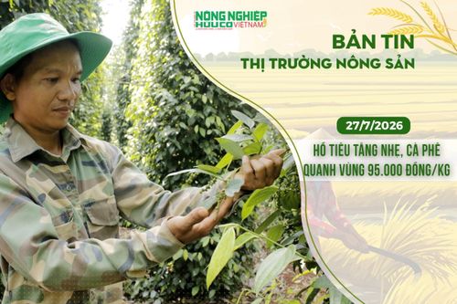 Thị trường nông sản 27/7/2026: Hồ tiêu tăng nhẹ, cà phê khoanh vùng ở mức 95.000 đồng/kg