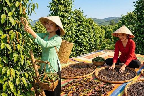 Giá hồ tiêu hôm nay 28.7.2026: Nhiều vùng tăng 500 đồng/kg