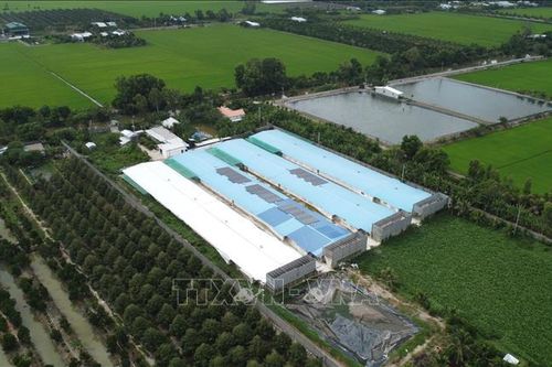 Đồng Tháp: Trại vịt quy mô lớn gây ô nhiễm kéo dài không được xử lý