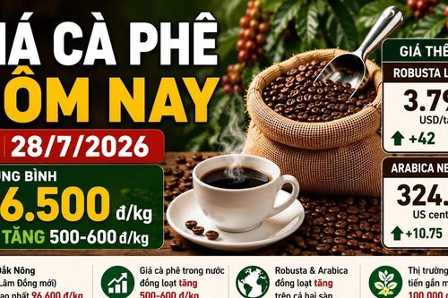 Giá cà phê hôm nay 28/7: Trong nước tăng, Robusta và Arabica cùng khởi sắc