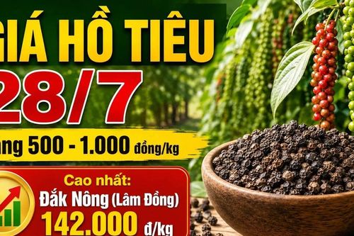 Giá hồ tiêu hôm nay 28/7: Tất cả vùng trọng điểm cùng tăng