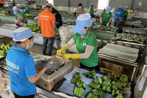HAGL bám sát kế hoạch lợi nhuận kỷ lục nhờ được miễn lãi trái phiếu