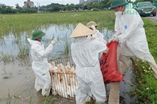 Nghệ An tăng cường phòng chống dịch cúm gia cầm và các bệnh truyền nhiễm trên đàn vật nuôi.
