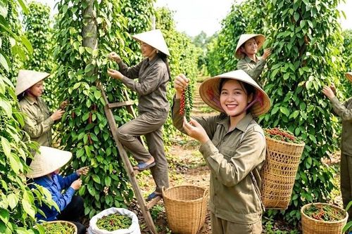 Giá hồ tiêu hôm nay 29.7.2026: Nhiều vùng tăng 1.000 đồng/kg