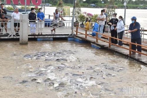Người dân được thư giãn cùng đàn cá tự nhiên ở Đồng Tháp