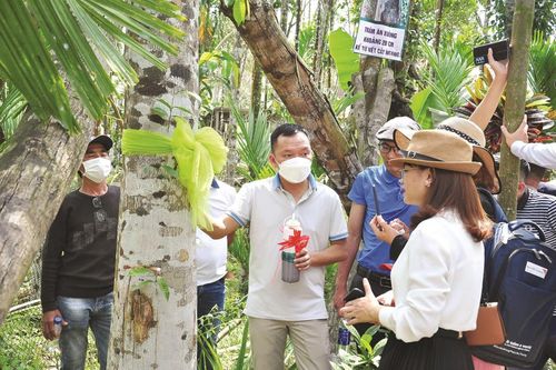 Hàng trăm nhà đầu tư bất an với dự án 'công nghệ trầm hương sinh học' (Kỳ 1: Viễn cảnh trầm hương sinh học không như mong đợi)