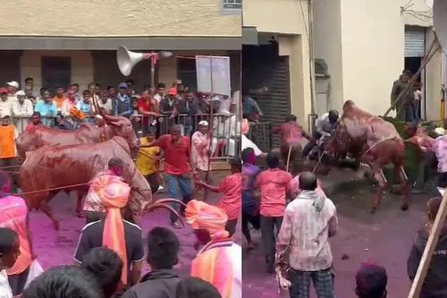 Video bò tót nổi điên lao vào đám đông ở Ấn Độ