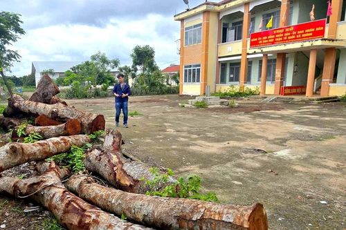 Phó Bí thư Thường trực Tỉnh ủy Gia Lai chỉ đạo làm rõ vụ cưa cây gỗ trong trụ sở xã