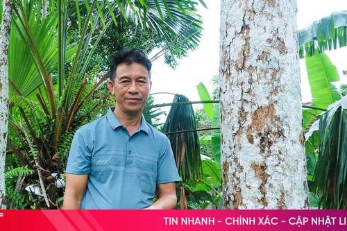 Mất mùa trám đen - nỗi buồn ở miền sơn cước Hà Tĩnh