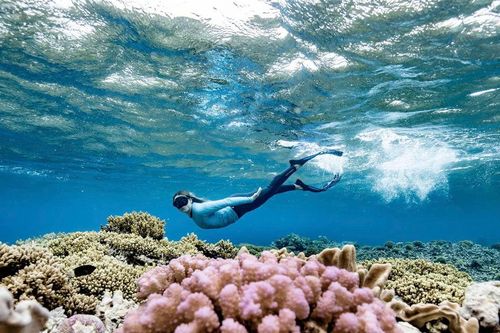 Du lịch trách nhiệm: 'đại sứ' bảo vệ rạn san hô