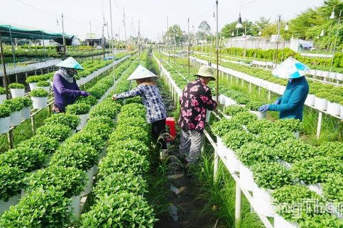 Phường Sa Đéc: Tạo sinh kế bền vững, không để ai bị bỏ lại phía sau