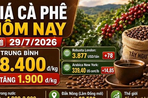Giá cà phê hôm nay 29/7: Tăng gần 2.000 đồng/kg, áp sát mốc 100.000
