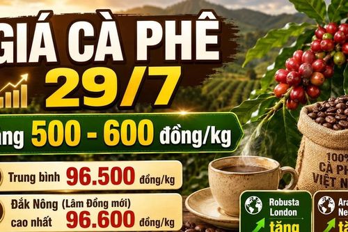 Giá cà phê hôm nay 29/7: Trong nước tăng 500-600 đồng/kg