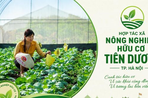 HTX Nông nghiệp hữu cơ Tiên Dương: Khi nông nghiệp xanh tạo nên thương hiệu