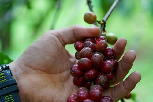 Giá cà phê bật tăng đồng loạt, lo ngại nguồn cung hỗ trợ thị trường