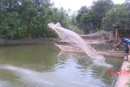 Nuôi cá an toàn trong mùa mưa lũ