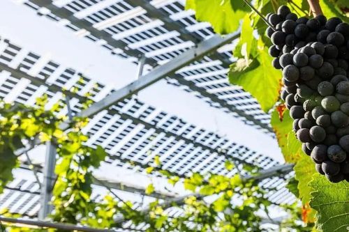 Biến đổi khí hậu buộc nông nghiệp Đức tăng tốc thích ứng