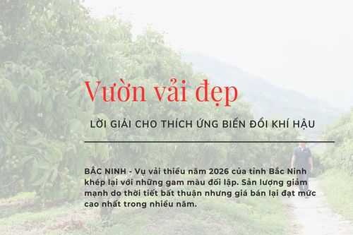 Vườn vải đẹp - Lời giải cho thích ứng biến đổi khí hậu