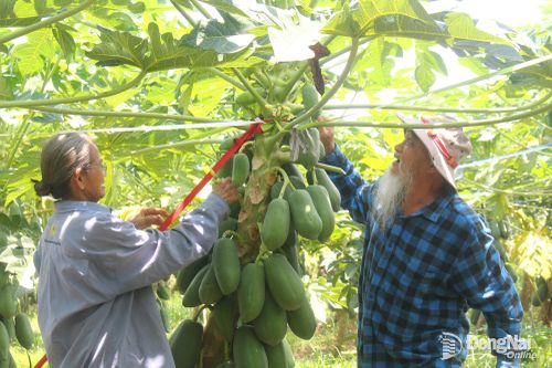 Tuổi cao vẫn chăm chỉ lao động