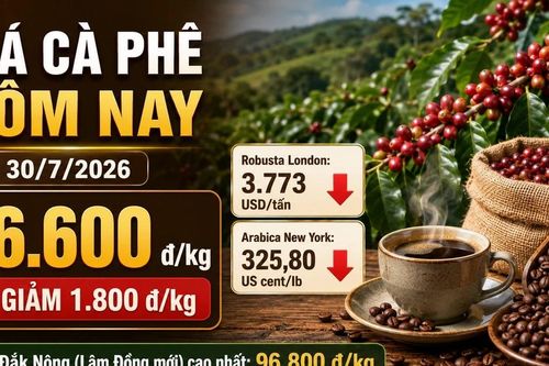 Hôm nay 30/7: Giá cà phê trong nước và thế giới cùng lao dốc