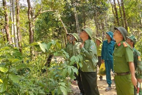 Gia Lai: Áp lực bảo vệ rừng khi thiếu hụt lực lượng chuyên trách