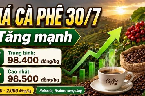 Giá cà phê hôm nay 30/7: Tăng sát mốc 100.000 đồng/kg