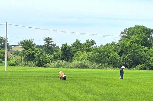 Hàm Thắng hướng đến nông nghiệp hàng hóa