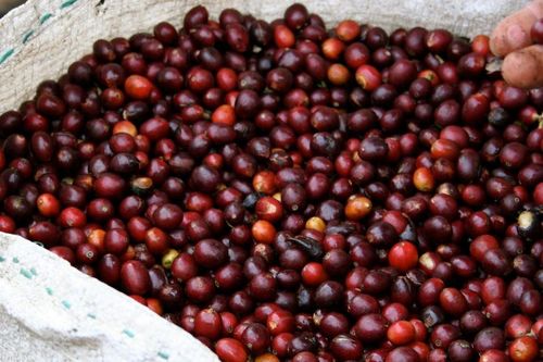 Giá cà phê hôm nay 30/7/2026: Tây Nguyên giảm tới 1.800 đồng/kg, Arabica mất 13,6 cent